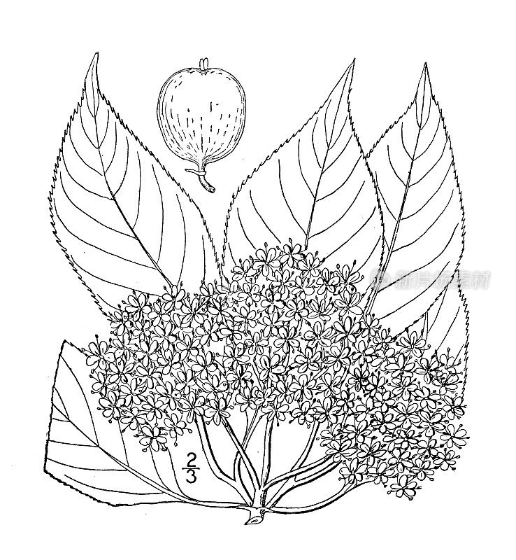 古董植物学植物插图:荚蒾lentago, nanyberry, Sheepberry